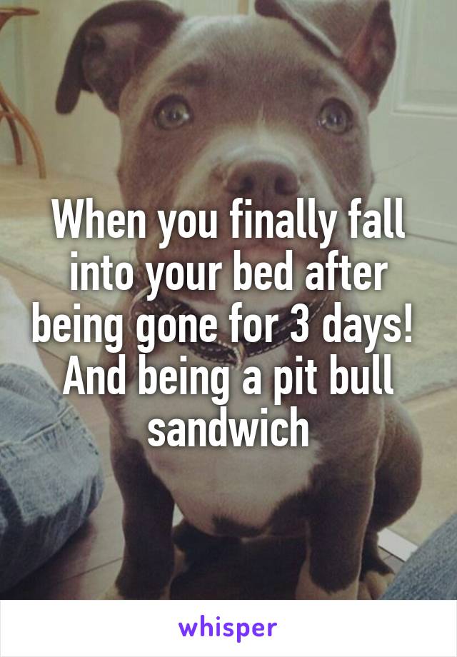 When you finally fall into your bed after being gone for 3 days! 
And being a pit bull sandwich