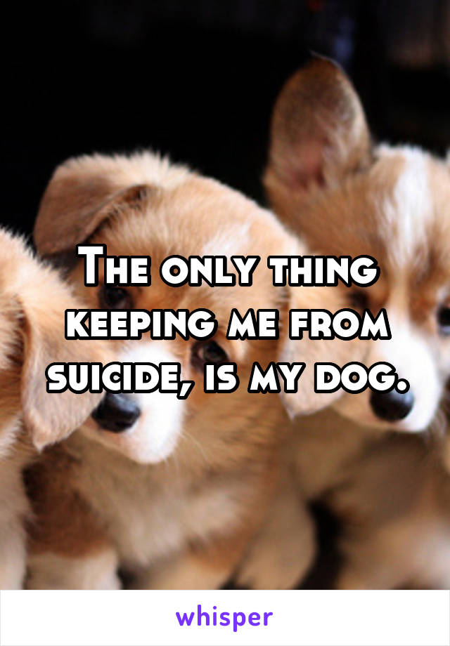 The only thing keeping me from suicide, is my dog.