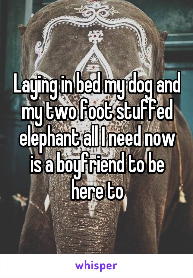 Laying in bed my dog and my two foot stuffed elephant all I need now is a boyfriend to be here to