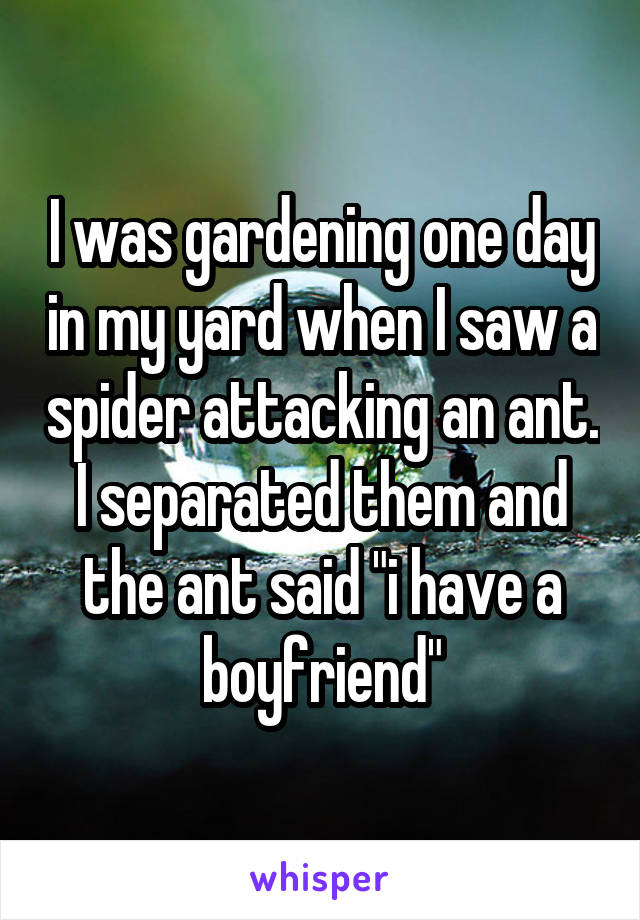 I was gardening one day in my yard when I saw a spider attacking an ant. I separated them and the ant said "i have a boyfriend"