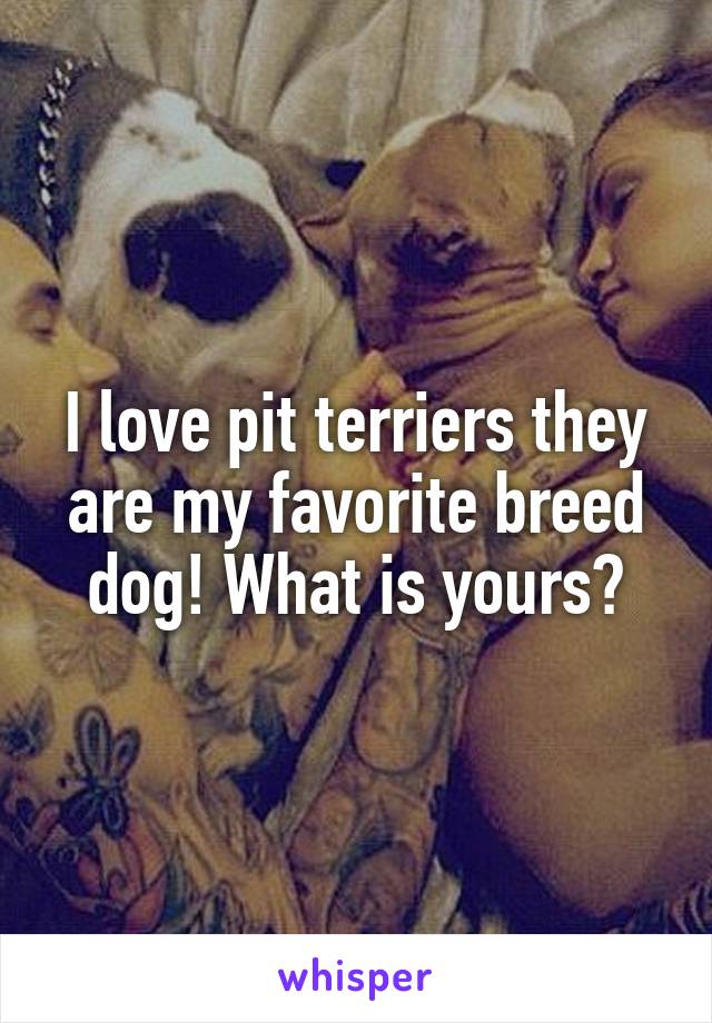 I love pit terriers they are my favorite breed dog! What is yours?