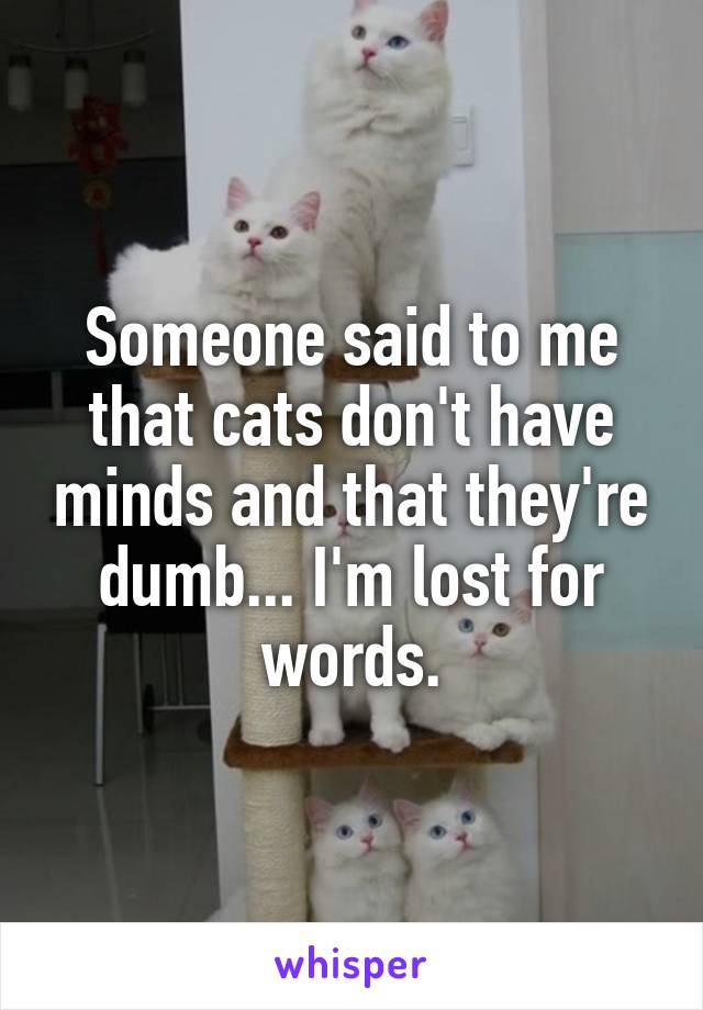 Someone said to me that cats don't have minds and that they're dumb... I'm lost for words.