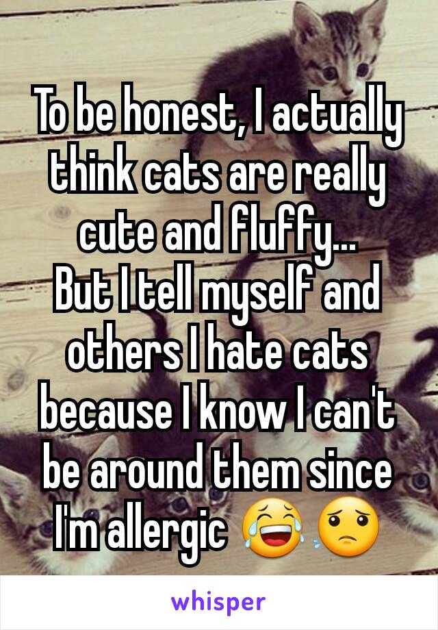 To be honest, I actually think cats are really cute and fluffy...
But I tell myself and others I hate cats because I know I can't be around them since I'm allergic 😂😟