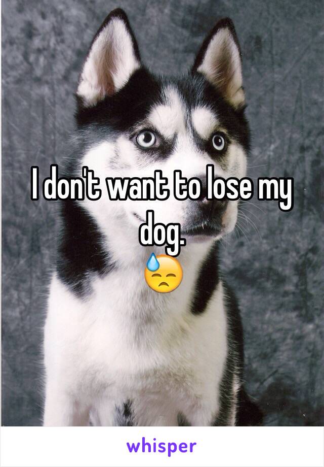 I don't want to lose my dog. 
😓