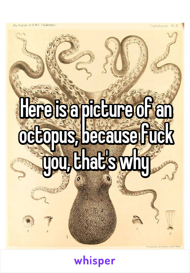 Here is a picture of an octopus, because fuck you, that's why