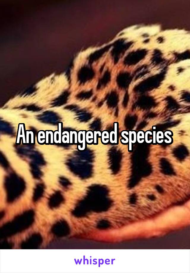 An endangered species 