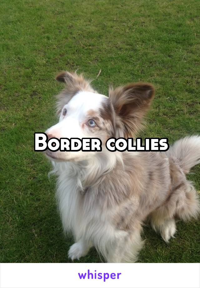 Border collies