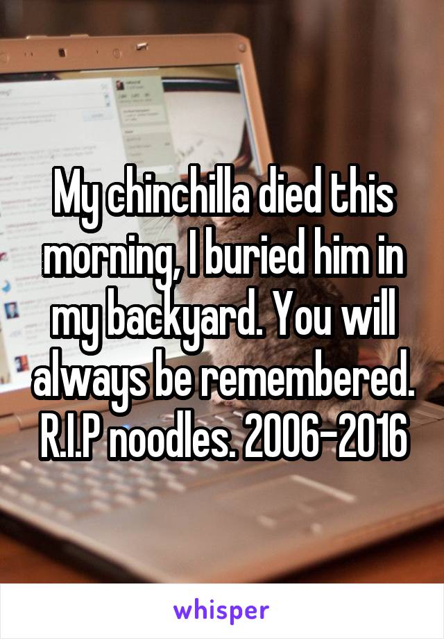 My chinchilla died this morning, I buried him in my backyard. You will always be remembered. R.I.P noodles. 2006-2016