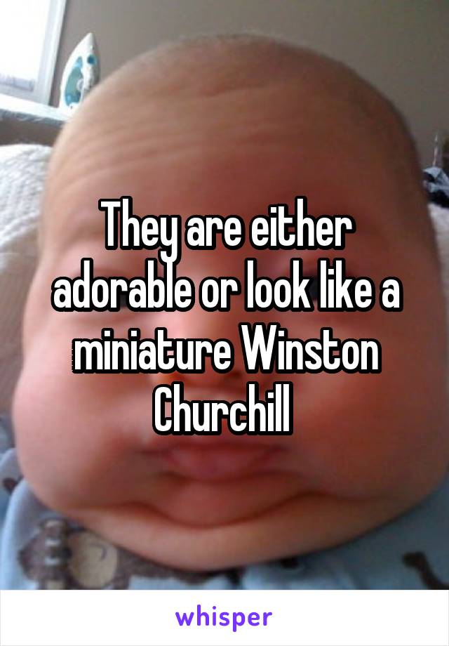 They are either adorable or look like a miniature Winston Churchill 