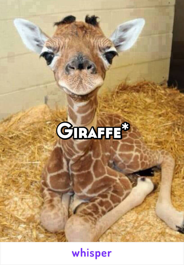 Giraffe*