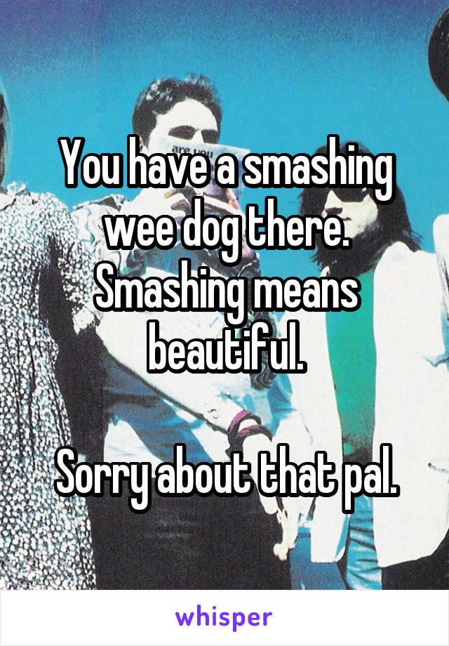 You have a smashing wee dog there.
Smashing means beautiful.

Sorry about that pal.