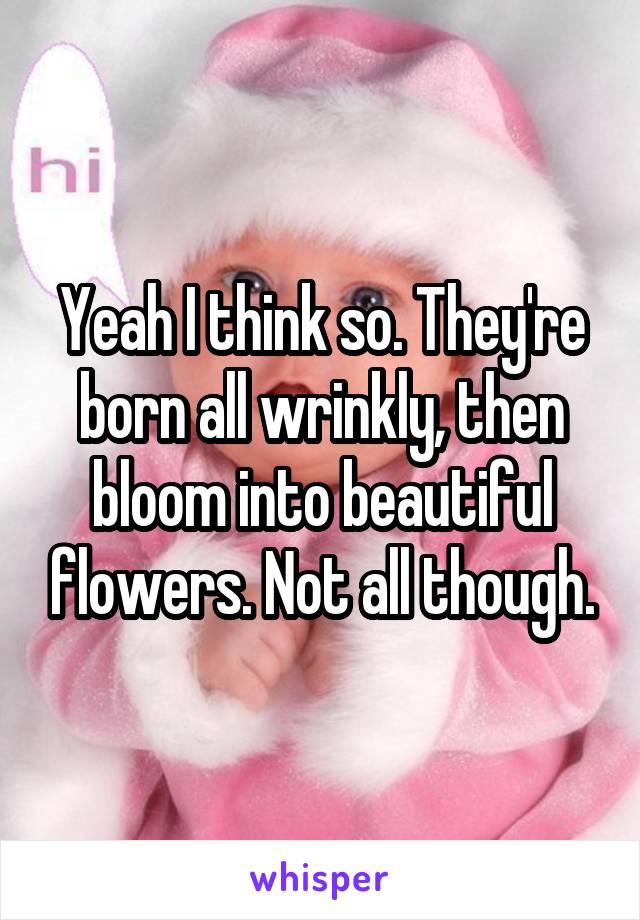 Yeah I think so. They're born all wrinkly, then bloom into beautiful flowers. Not all though.