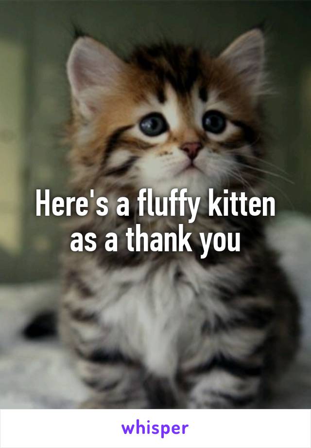 Here's a fluffy kitten as a thank you
