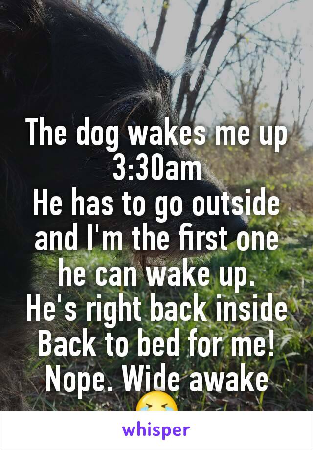 The dog wakes me up
3:30am
He has to go outside and I'm the first one he can wake up.
He's right back inside
Back to bed for me!
Nope. Wide awake
😭