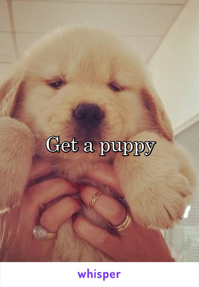 Get a puppy