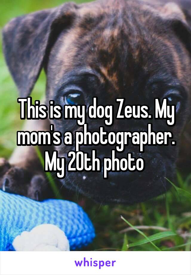 This is my dog Zeus. My mom's a photographer. My 20th photo 
