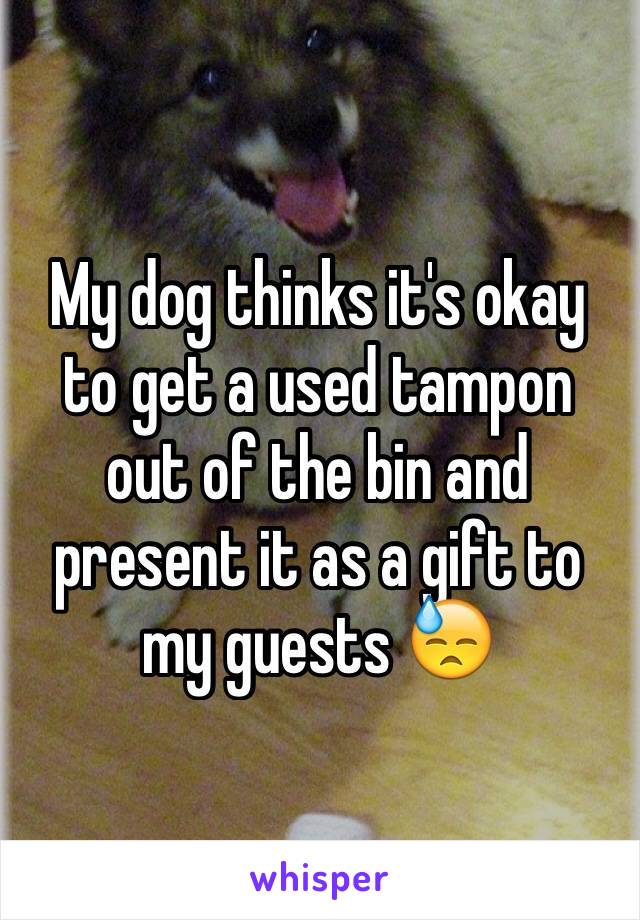 My dog thinks it's okay to get a used tampon out of the bin and present it as a gift to my guests 😓