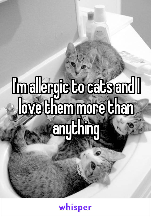 I'm allergic to cats and I love them more than anything