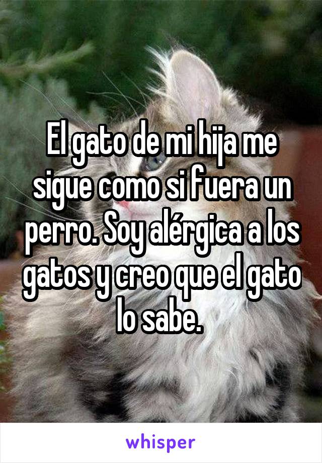 El gato de mi hija me sigue como si fuera un perro. Soy alérgica a los gatos y creo que el gato lo sabe. 