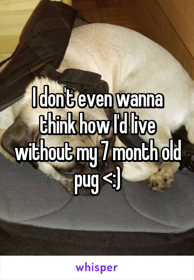 I don't even wanna think how I'd live without my 7 month old pug <:)