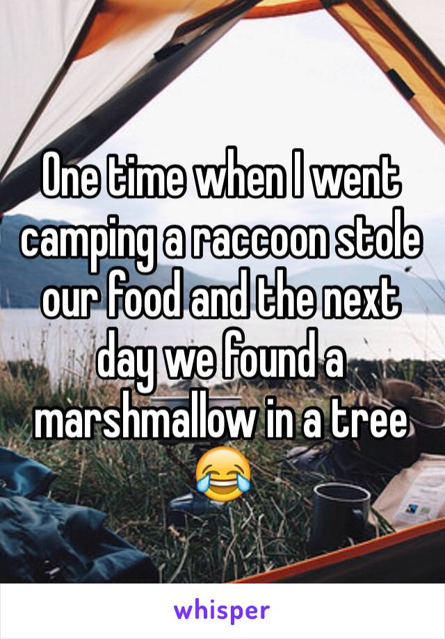 One time when I went camping a raccoon stole our food and the next day we found a marshmallow in a tree 😂