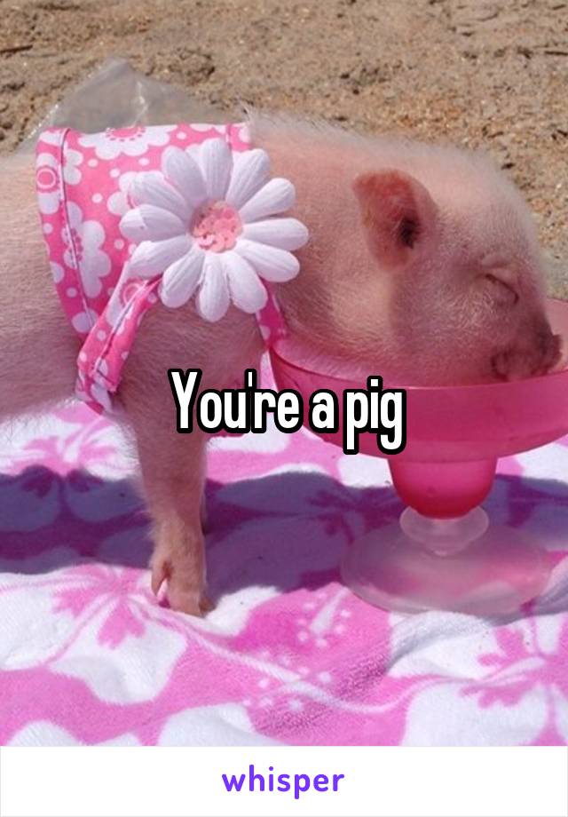 You're a pig