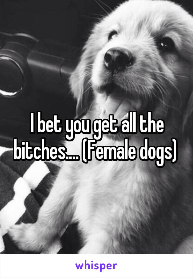 I bet you get all the bitches.... (Female dogs) 