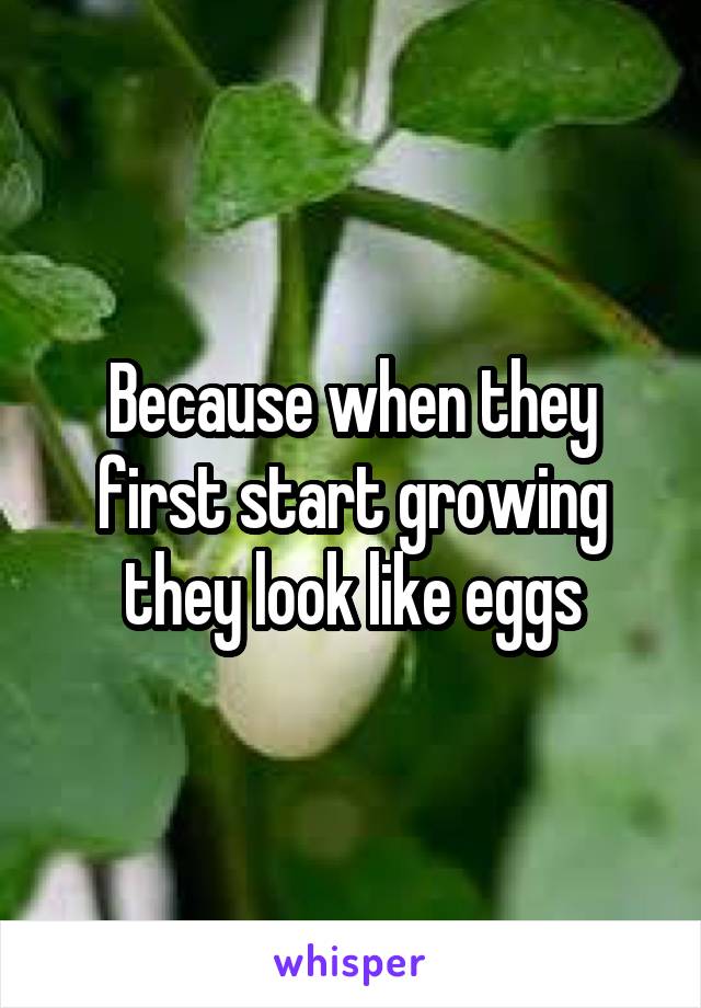 Because when they first start growing they look like eggs