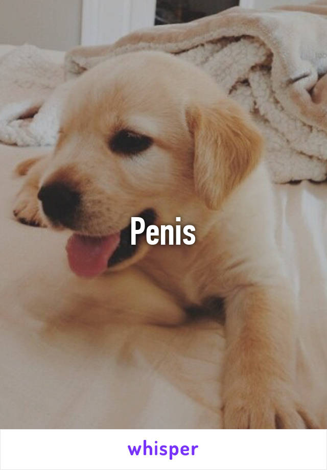 Penis