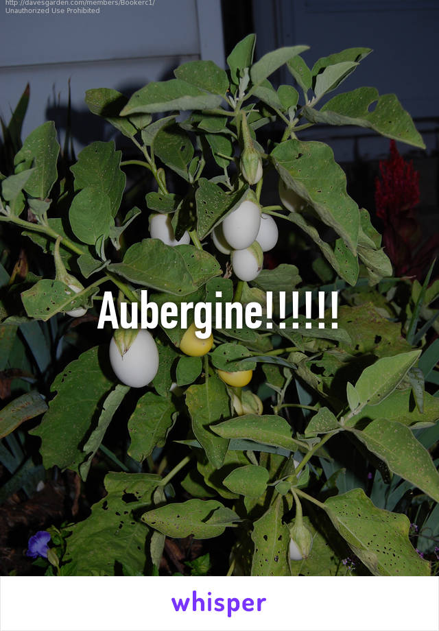 Aubergine!!!!!!