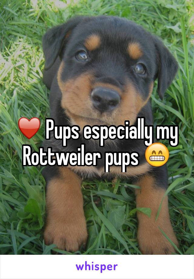 ♥️ Pups especially my Rottweiler pups 😁