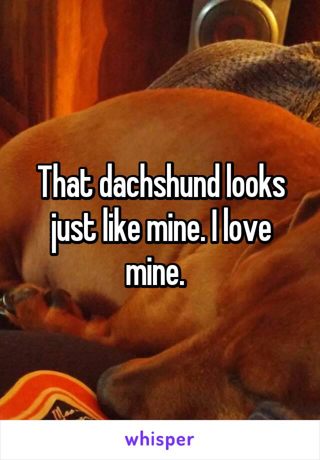 That dachshund looks just like mine. I love mine.  