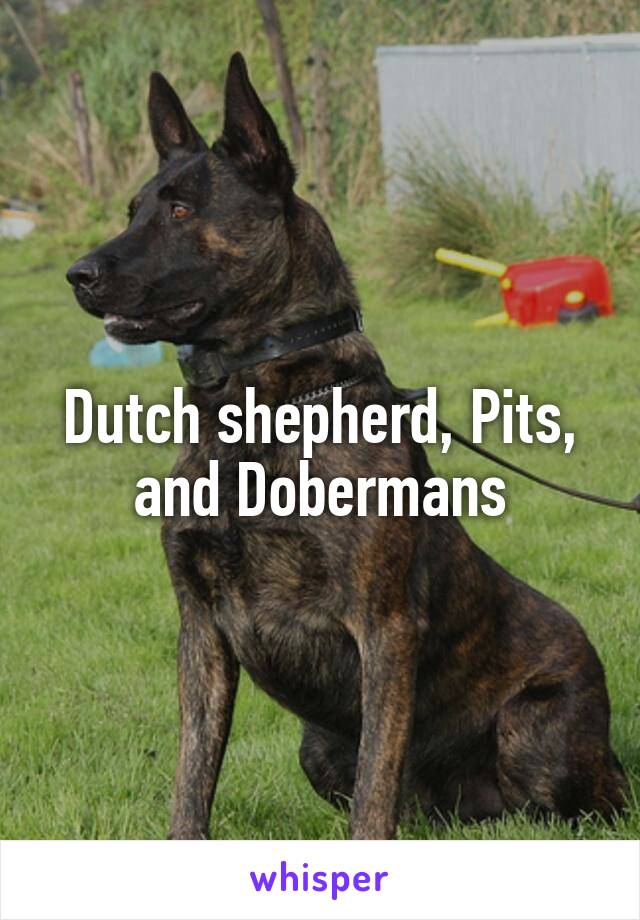 Dutch shepherd, Pits, and Dobermans