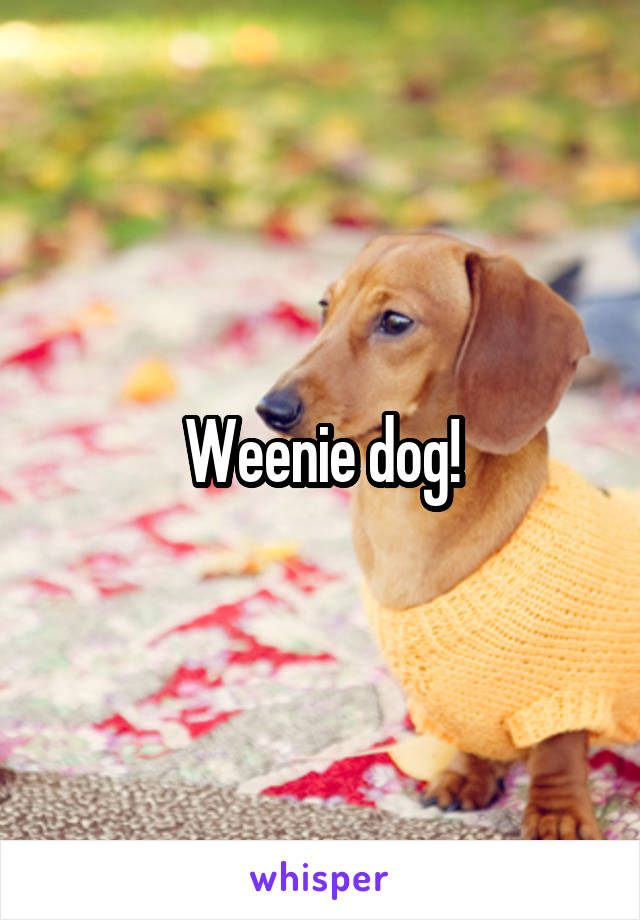Weenie dog!