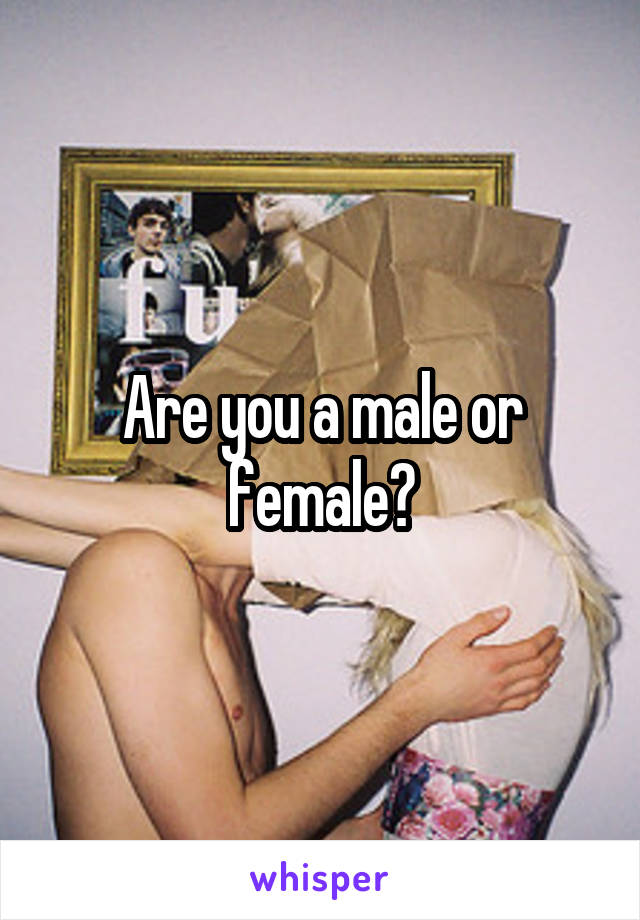 Are you a male or female?