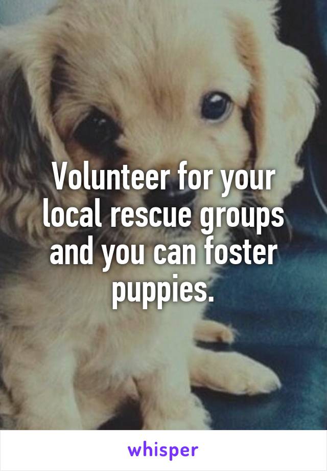 Volunteer for your local rescue groups and you can foster puppies.