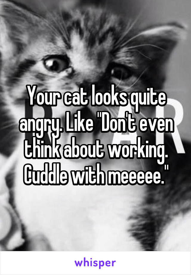 Your cat looks quite angry. Like "Don't even think about working. Cuddle with meeeee."