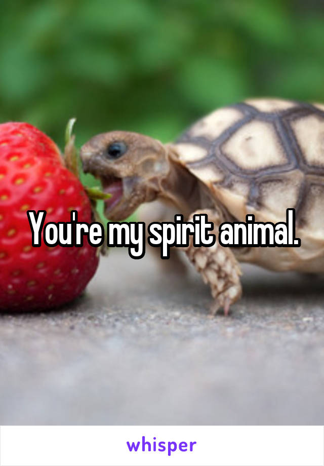 You're my spirit animal.