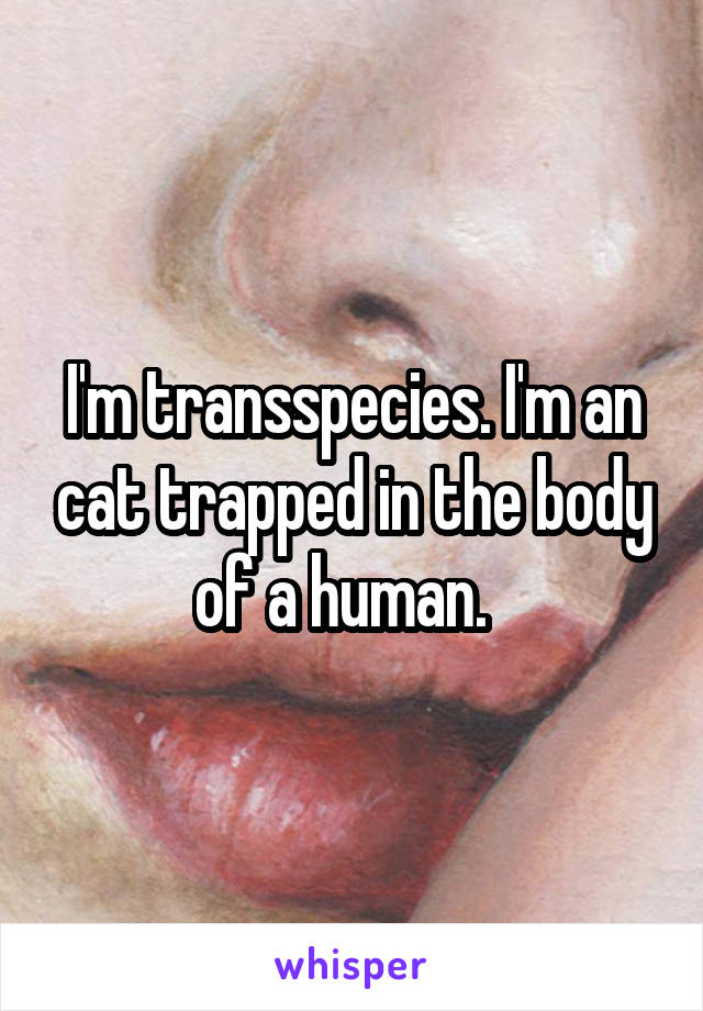 I'm transspecies. I'm an cat trapped in the body of a human.  