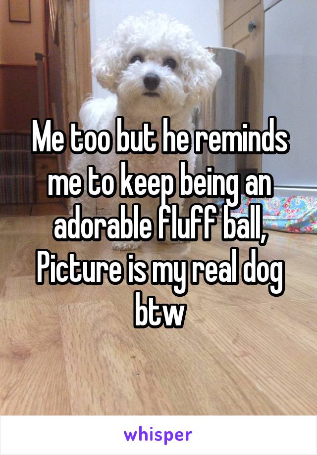 Me too but he reminds me to keep being an adorable fluff ball,
Picture is my real dog btw