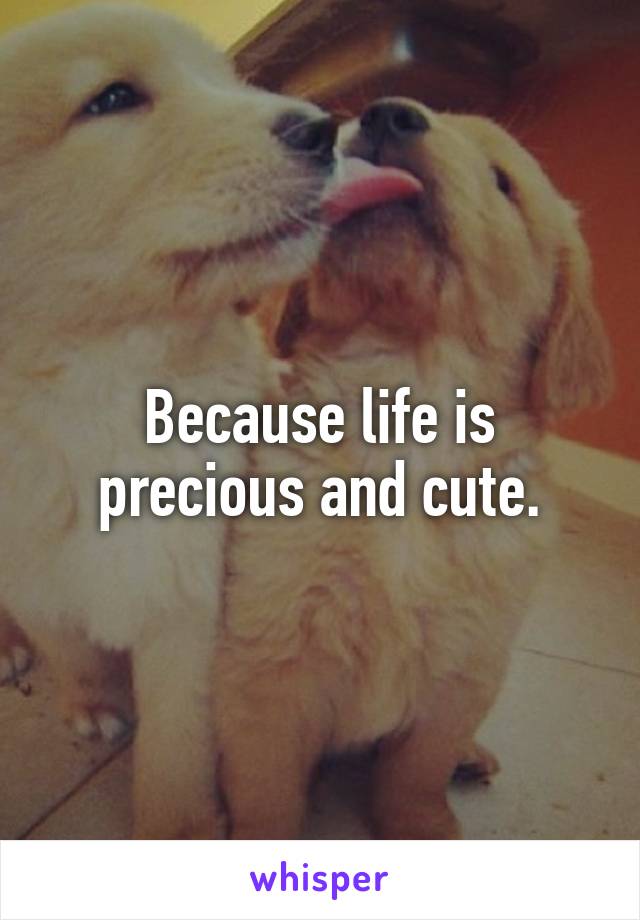 Because life is precious and cute.