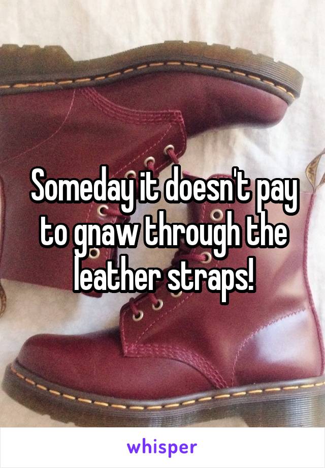 Someday it doesn't pay to gnaw through the leather straps!