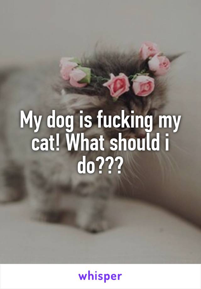 My dog is fucking my cat! What should i do???