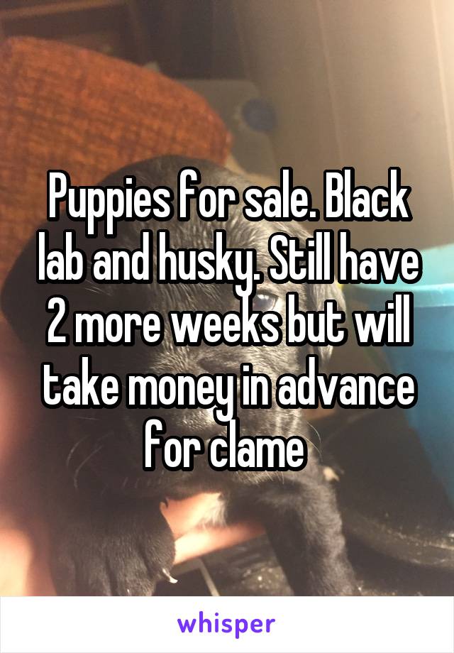 Puppies for sale. Black lab and husky. Still have 2 more weeks but will take money in advance for clame 