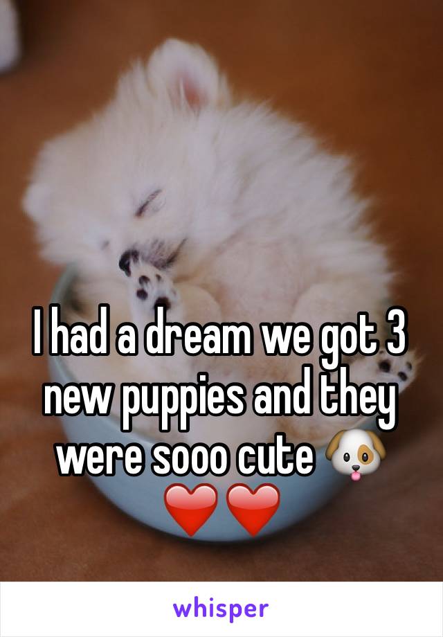 I had a dream we got 3 new puppies and they were sooo cute 🐶❤️❤️