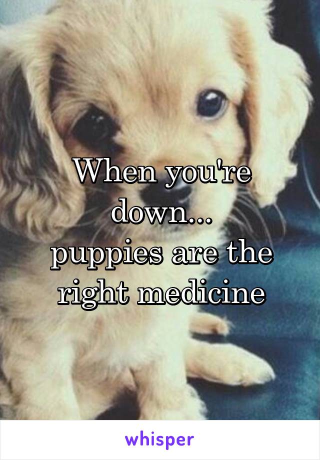 When you're down...
puppies are the right medicine