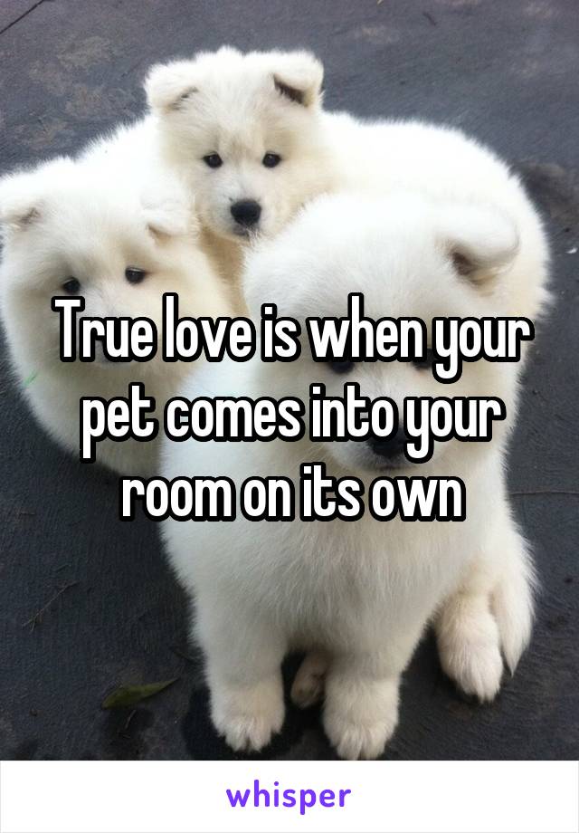 True love is when your pet comes into your room on its own