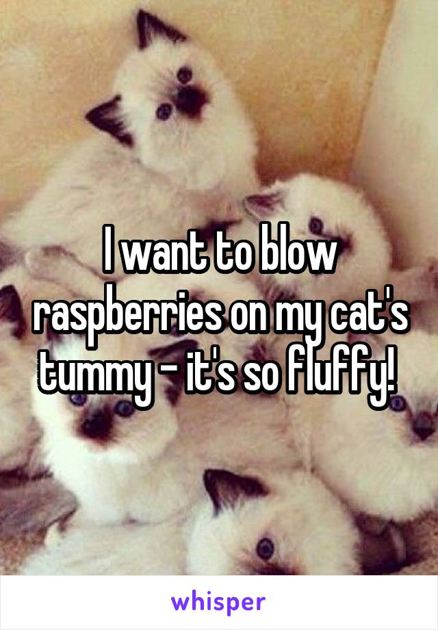 I want to blow raspberries on my cat's tummy - it's so fluffy! 