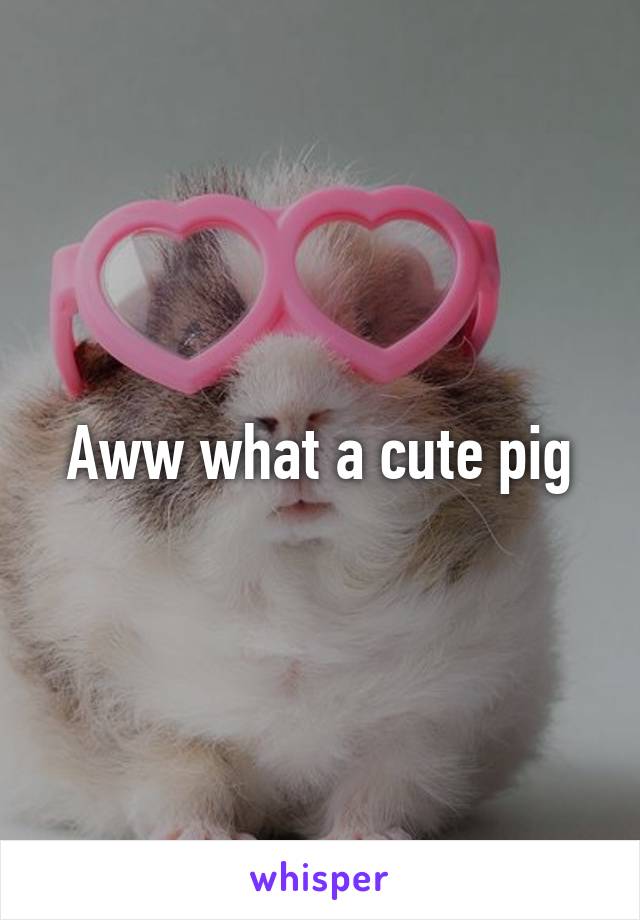 Aww what a cute pig