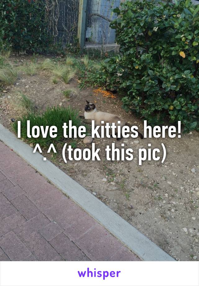 I love the kitties here! ^.^ (took this pic)